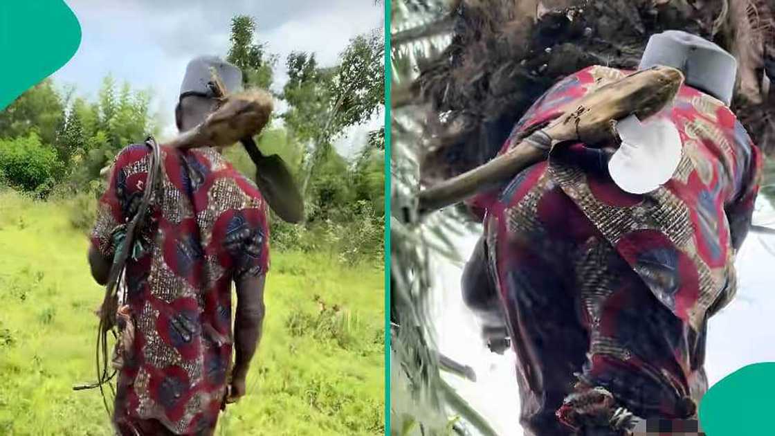 Elderly Nigerian Man Climbs a Tall Palm Tree, Using a Traditional Rope Technique